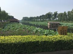 -白洋淀景区
