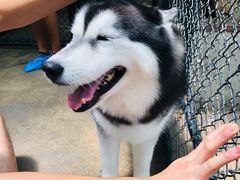 -TrueLove @ Neverland (Husky Cafe)