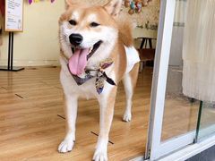 -柴犬高等学院·狗咖·柴犬售卖·宠物训练