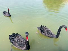 -长兴太湖图影湿地文化园
