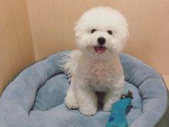 宠物寄养间-Oh My Dog宠物沙龙(伊珊娜皮毛护理店)