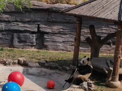 -石家庄市动物园