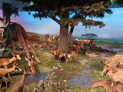 -国家自然博物馆