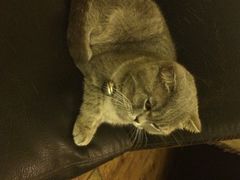 猫色咖啡-猫色咖啡·猫咖
