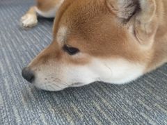 -柴源莊·柴小宠柴犬咖啡