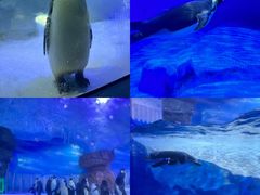 -海合安成都极地海洋公园