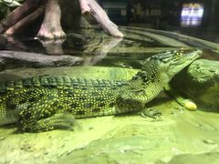 -迪拜水族馆及水下动物园