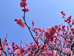 -杭州植物园