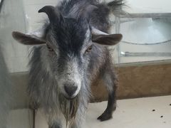 -怪兽屋·羊驼·猫咖·狗咖(俊华广场店)