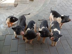 -北京鹿世界主题园