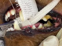 -爱妮康宠物医院·干细胞免疫细胞·肿瘤·心脏(张江店)