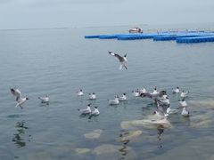 -青海湖国家重点风景名胜区