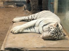 -清迈夜间动物园