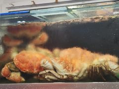 -悉尼鱼市场