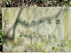 -龙井村