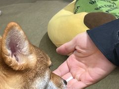 -逗柴咖啡屋·狗咖猫咖宠物桌游