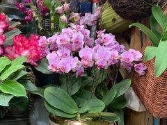 -双季花艺园艺市场(浦东店)