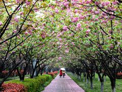 -高东镇樱花园