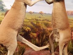 -陕西自然博物馆