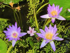 -国家植物园南园