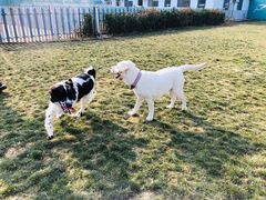 -趣玩宠物乐园寄养训犬训狗游泳池