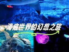 -烟台海昌鲸鲨海洋公园