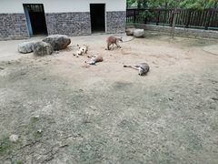 -上方山森林动物世界