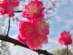 -橘子洲景区