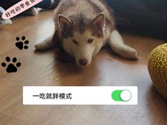 -Husky Go! 哈士奇体验馆·宠物咖啡厅狗咖
