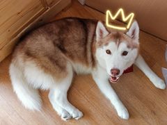 -Husky Go! 哈士奇体验馆·宠物咖啡厅狗咖