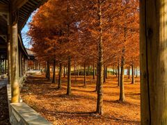 -上海海湾国家森林公园