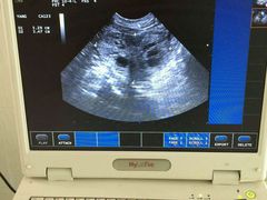 -爱侣宠医·鹦鹉专科·小型哺乳类·异宠专科(灵石路店)