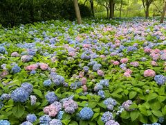 -上海共青森林公园