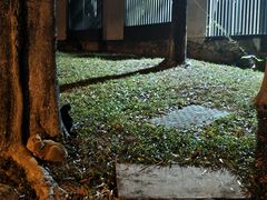 -东莞植物园