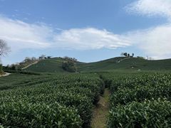 -龙坞茶村