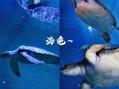 -广东惠东海龟国家级自然保护区