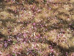 -蜀冈西峰生态公园