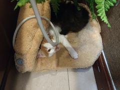 -大观园影院式足浴Spa店(沙坪坝店)