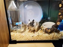 -酷以爬仙阁实体爬宠店·守宫·蜥蜴·专业繁育