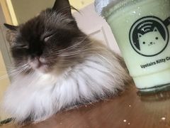 -楼上猫咖(罗湖店)