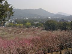 -香雪海