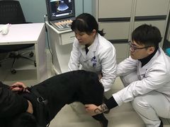 -中农大我爱我爱24h动物医院·中医针灸·猫专科·骨科医疗中心(双井店)
