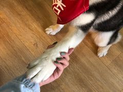 -Husky Go! 哈士奇体验馆·宠物咖啡厅狗咖