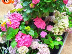 -上海长风大悦城