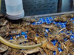 -半岛听涛蒸汽海鲜自助(K11店)