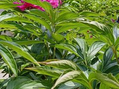 -黑龙江省森林植物园