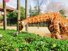 -上海野生动物园