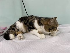 -达爱动物医院·犬猫分区·CT·复杂眼科(远洋山水分院)