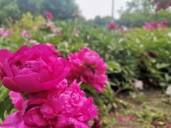 -黑龙江省森林植物园