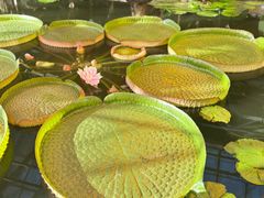 -国家植物园南园